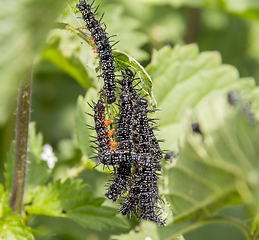 Image showing Peacock butterfly caterpillars