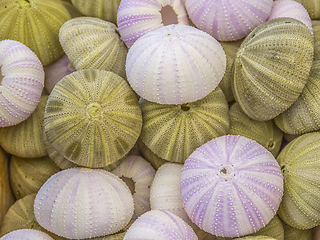 Image showing lots of sea urchins