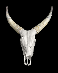 Image showing horned animal skull