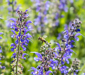 Image showing meadow clary flowers