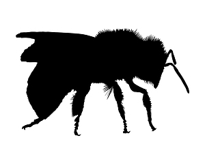Image showing Silhouette of a bee on white background