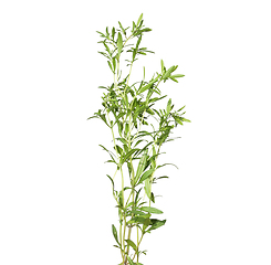 Image showing Summer savory isolated on white