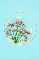 Image showing Pink Valerian Herb Flower Abstract Background 