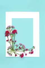 Image showing Red and Pink Valerian Herb Flower Abstract Background