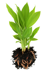 Image showing Turmeric Spice Plant with Roots in Soil