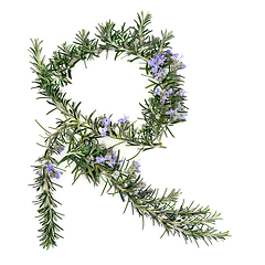 Image showing Rosemary Herb Plant Medicine and Food Seasoning