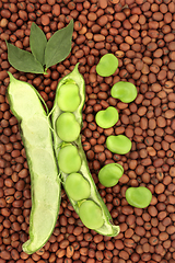 Image showing Broad Bean Legumes Healthy Nutritious Food