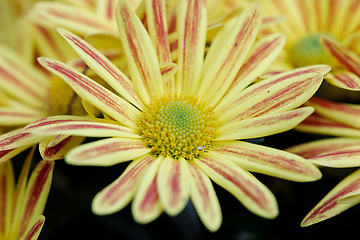 Image showing yellow Gazania or Treasure flower