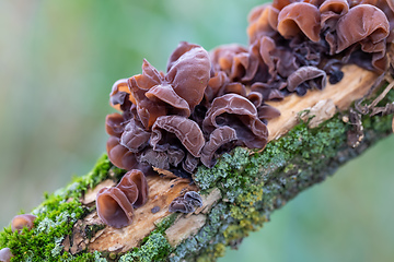 Image showing Mushrooms on a tree trunk