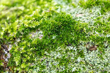 Image showing green moss on the wood macro