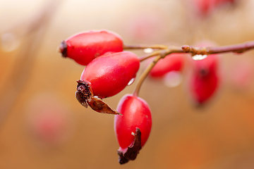 Image showing Briar, wild rose hip shrub