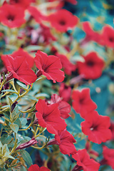 Image showing Red flower Petunia Surfinia Vein