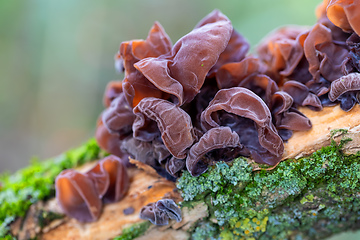 Image showing Mushrooms on a tree trunk