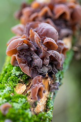 Image showing Mushrooms on a tree trunk