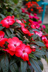 Image showing Red New Guinea impatiens flower in pots