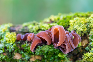 Image showing Mushrooms on a tree trunk