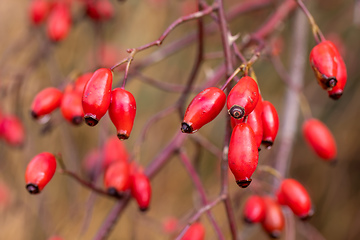 Image showing Briar, wild rose hip shrub