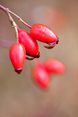 Image showing Briar, wild rose hip shrub