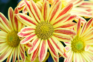 Image showing yellow Gazania or Treasure flower