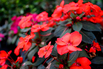 Image showing Red New Guinea impatiens flower in pots