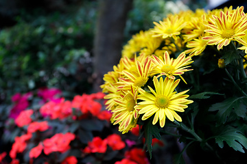 Image showing yellow Gazania or Treasure flower