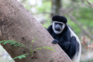 Image showing monkey Colobus guereza, Ethiopia, Africa wildlife