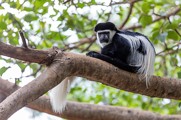 Image showing monkey Colobus guereza, Ethiopia, Africa wildlife