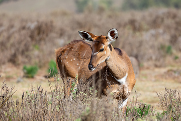 Image showing Mountain nyala, Ethiopia, Africa widlife