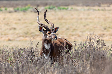 Image showing Mountain nyala, Ethiopia, Africa widlife