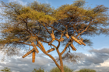 Image showing Acacia With Beehives, Ethiopia, Africa