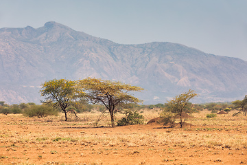 Image showing savanna in the Awash National Park, Ethiopia