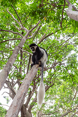 Image showing monkey Colobus guereza, Ethiopia, Africa wildlife