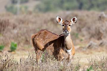 Image showing Mountain nyala, Ethiopia, Africa widlife