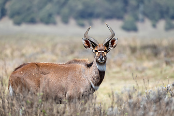 Image showing Mountain nyala, Ethiopia, Africa widlife