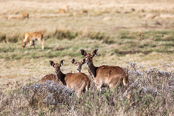 Image showing Mountain nyala, Ethiopia, Africa widlife