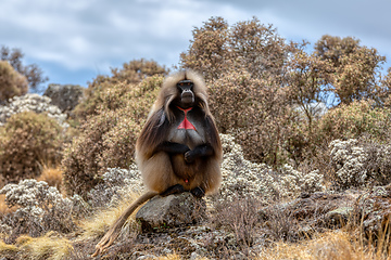 Image showing endemic Gelada in Simien mountain, Etiopia