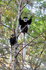 Image showing family of Colobus guereza, Ethiopia, Africa wildlife