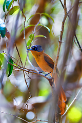 Image showing Madagascar bird Paradise-flycatcher, Terpsiphone mutata