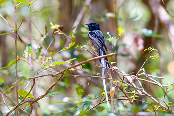 Image showing Madagascar bird Paradise-flycatcher, wildlife