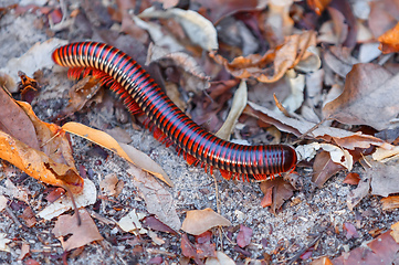 Image showing millipede Madagascar wildlife and wilderness