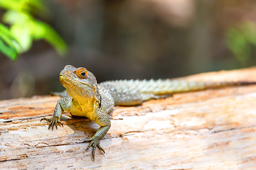 Image showing common collared iguanid lizard, madagascar