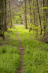 Image showing forest scenery with footpath
