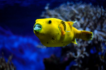 Image showing Yellow golden puffer guineafowl puffer fish underwater