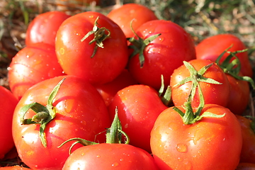 Image showing rich yield of red tomatoes 