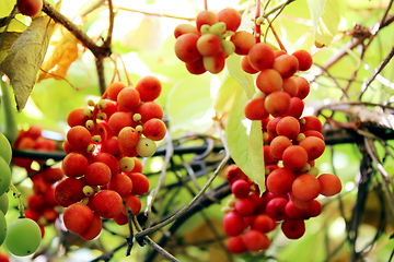 Image showing branches of red ripe schisandra 