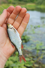 Image showing rudd caught on the hook