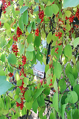 Image showing a lot of branches of red ripe schisandra 