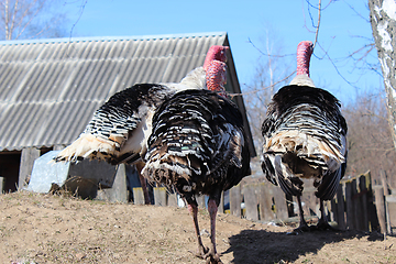 Image showing flight of turkeys