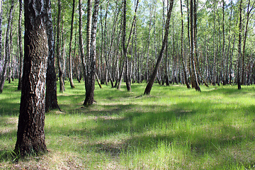 Image showing Beautiful birchwood in the spring