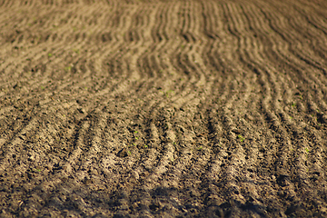 Image showing plowed land ready for planting potato in the village